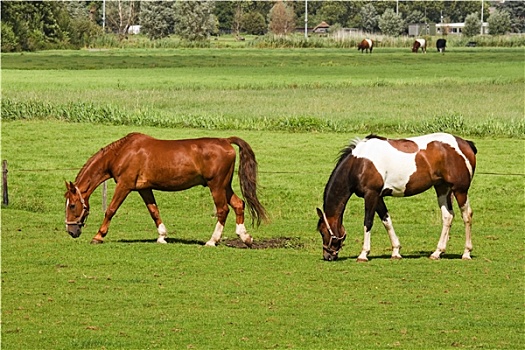两个,马,放牧,草地
