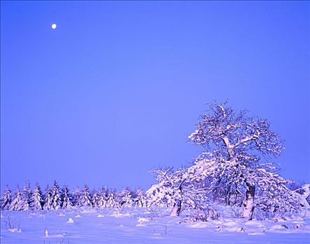 积雪,树,保护区,安大略省,加拿大