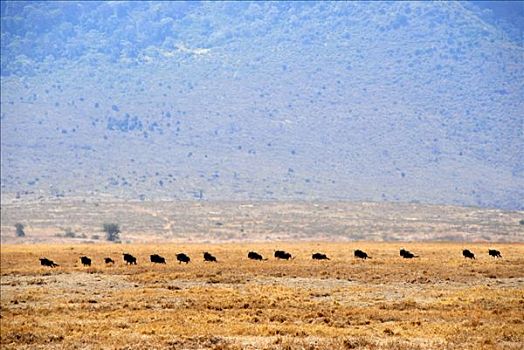 牧群,蓝色,角马,移动,一个,干燥,草地,恩戈罗恩戈罗火山口,坦桑尼亚