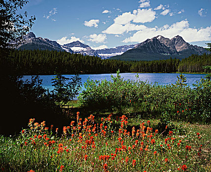 加拿大,艾伯塔省,班芙国家公园,火焰草,野花,湖,大幅,尺寸