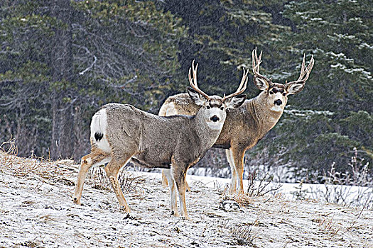 两个,长耳鹿,公鹿,骡鹿,站立,落下,雪