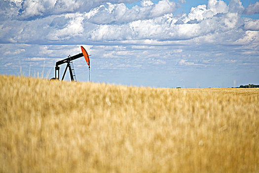 石油井架,麦田,靠近,艾伯塔省