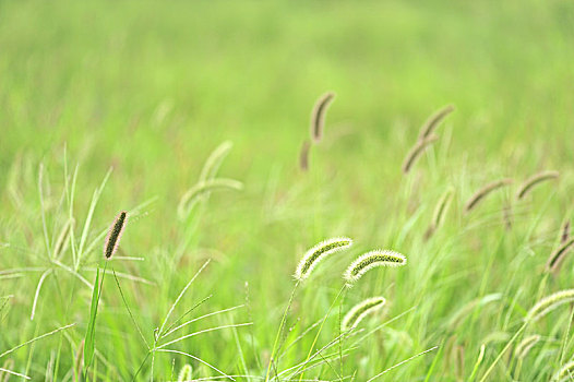 美丽的夏天--狗尾巴草