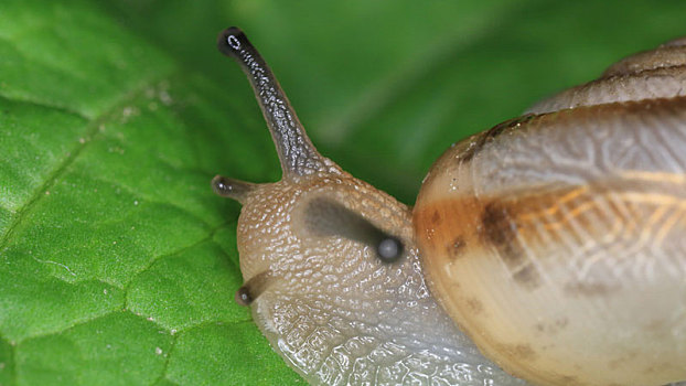 微距蜗牛