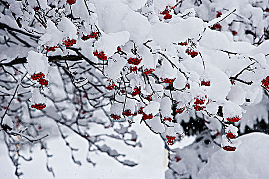 积雪,花楸,山梨,北美,暴风雪,市区,加拿大