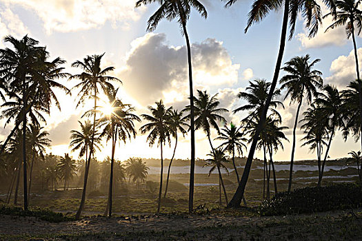 海滩,棕榈树