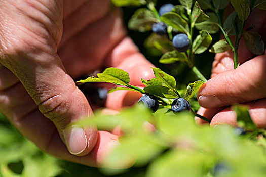 一个人,挑选,野外,蓝莓,灌木,欧洲越桔