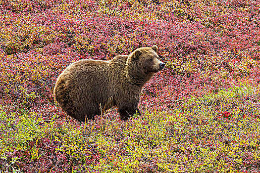 特写,大灰熊,棕熊,站立,彩色,红色,蓝莓,灌木丛,秋天,德纳里峰国家公园,阿拉斯加,美国