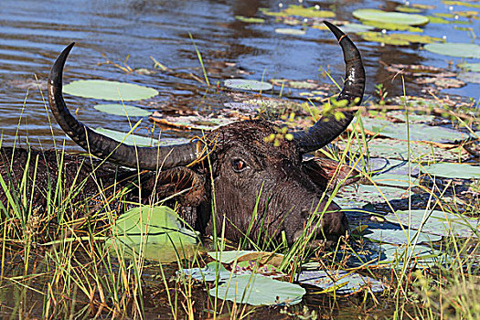 水牛,国家公园,斯里兰卡