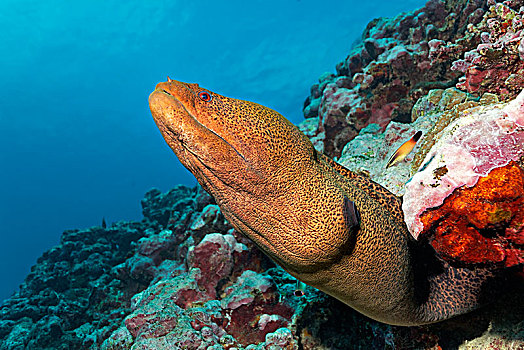 巨大,海鳗,裸胸鳝属,看,裂隙,珊瑚礁,太平洋,茉莉亚岛,向风群岛,法属玻利尼西亚,大洋洲