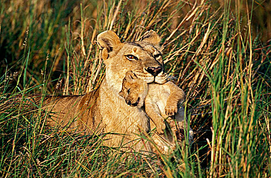 非洲狮,狮子,幼兽,嘴,马赛马拉,公园,肯尼亚