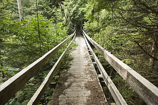 桥,树林,西海岸小径,不列颠哥伦比亚省,加拿大