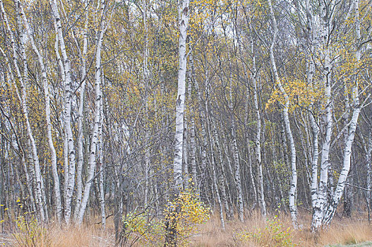 桦树,秋天,荒野,下萨克森,德国,欧洲