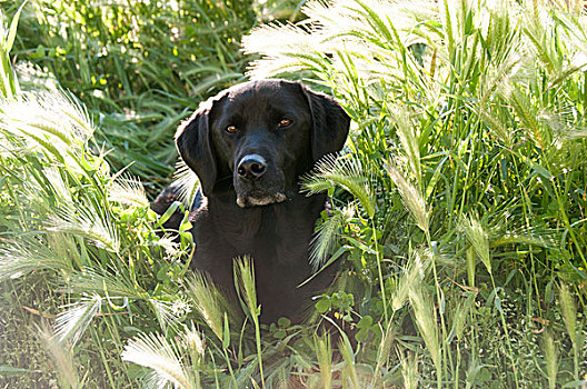 拉布拉多犬,高草