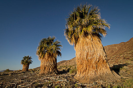 加利福尼亚,扇形棕榈,莫哈韦沙漠,国家,保存