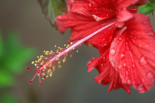 木槿,花