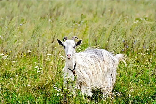 山羊,白色,草