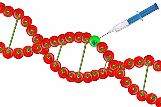 基因,红色,西红柿,绿色,注射,注射器