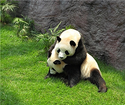 两个,熊猫,玩