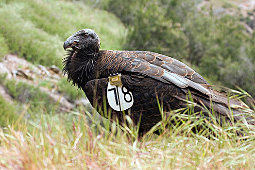 加州秃鹰,三个,翼,顶峰,国家公园,加利福尼亚