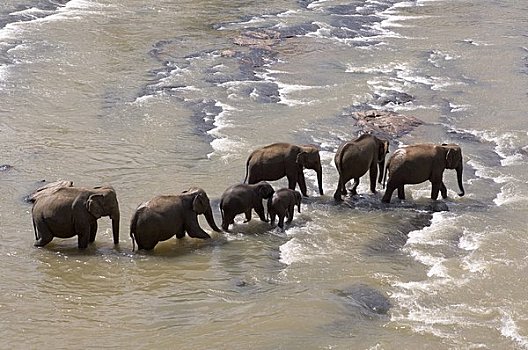 品纳维拉,大象,孤儿院,靠近,丘陵地区,斯里兰卡