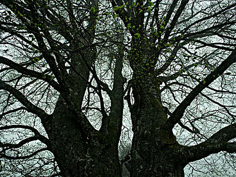 树,黑森林,巴登符腾堡,德国