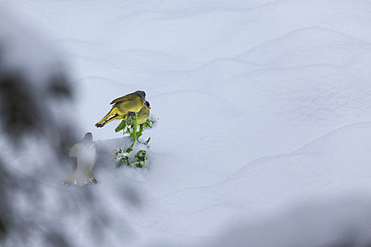 绿鹦嘴鹎雪地觅食栖息