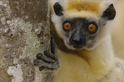 马达加斯加狐猴,偷窥,树干,濒临灭绝,东北方,马达加斯加