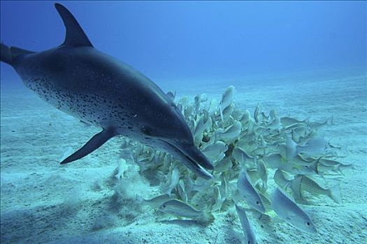 大西洋点斑原海豚,花斑原海豚,鱼群,鲷鱼,巴哈马,加勒比海