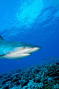 银鳍鲨