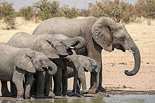 非洲,纳米比亚,埃托沙国家公园,大象,喝,水潭,画廊