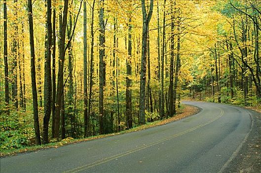 道路,树,大烟山,公园,田纳西,美国