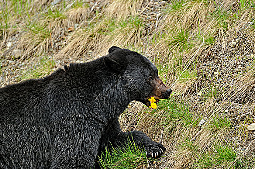 美洲黑熊,觅食,蒲公英,草,春天