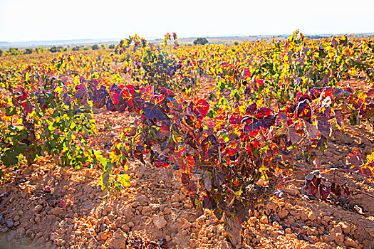 秋天,金色,红色,葡萄园,西班牙