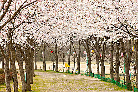 樱花,公园,京都,日本