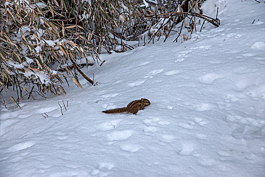 四川大邑县西岭雪山密林中忙碌的小松鼠
