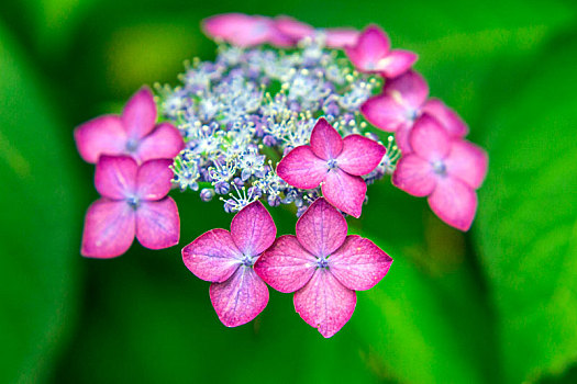 漂亮,八仙花属,粉色,边缘,自然