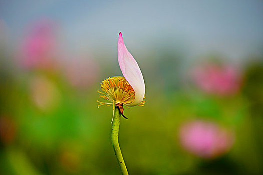 荷花,莲花,鲜花