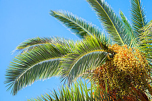 棕榈树,叶子,枣,上方,蓝天背景