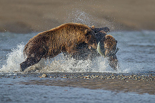 大灰熊,棕熊,争斗,三文鱼,克拉克湖,国家公园,阿拉斯加