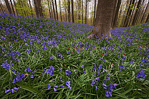 英国,野风信子,蓝铃花,花,树林,比利时