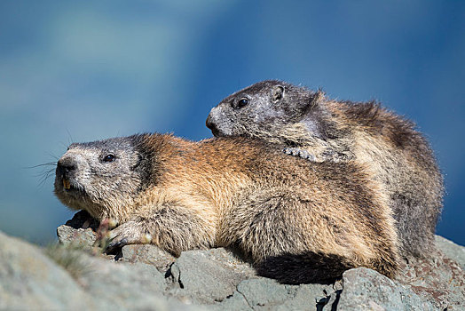 两个,土拨鼠,旱獭,岩石上,上陶恩山国家公园,卡林西亚,奥地利,欧洲