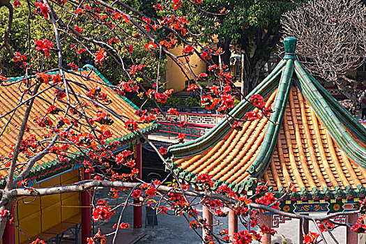 树,花,庙宇,新界,香港