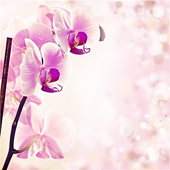 粉色,兰花,春天,背景