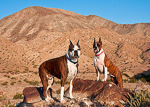 两个,拳师狗,站立,沙漠,手掌,加利福尼亚