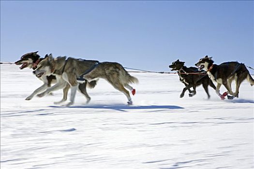 挪威,狗队,爱斯基摩犬,速度,风吹,高原,踢,向上,雪