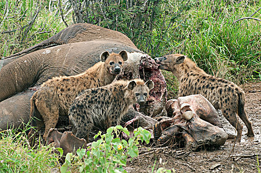 斑鬣狗,非洲象,畜体,研究中心,肯尼亚