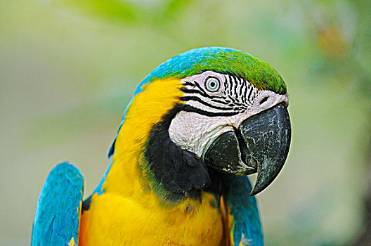 金刚鹦鹉,黄蓝金刚鹦鹉,哥伦比亚,南美,拉丁美洲