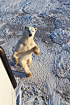 北极熊,走,后腿站立,曼尼托巴,加拿大