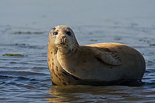 斑海豹,浅水,蒙特利湾,加利福尼亚